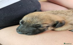 Mixed Breed dogs for sale: Belgian malinois/ border collie  - Image 4