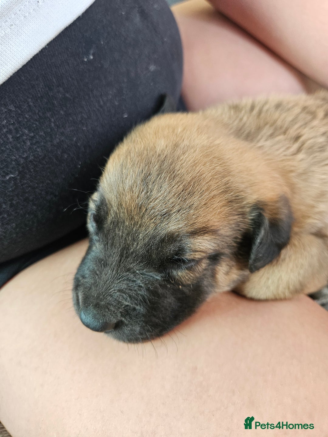 Mixed Breed dogs for sale: Belgian malinois/ border collie  - Image 4