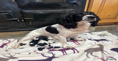 English Springer Spaniel dogs - Advert 2