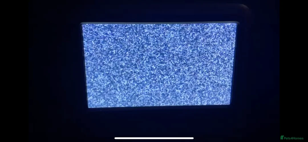 Labrador Retriever dogs for stud: Proven, KC Registered & Fully Health Tested in Laurencekirk - Advert 6