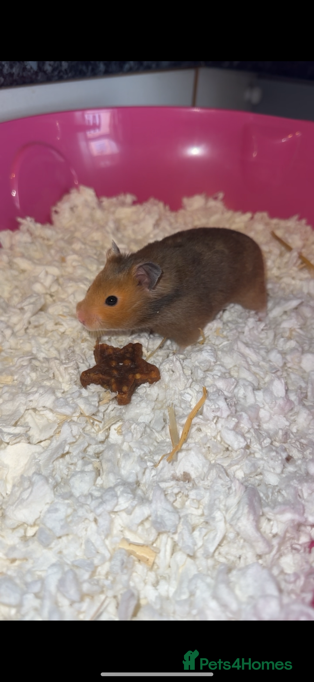 Hamster rodents for sale: Baby hamsters  - Advert 30