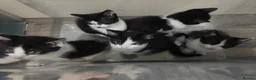 Turkish Van cats for sale: Turkish Van x kittens  in Shotts - Advert 3