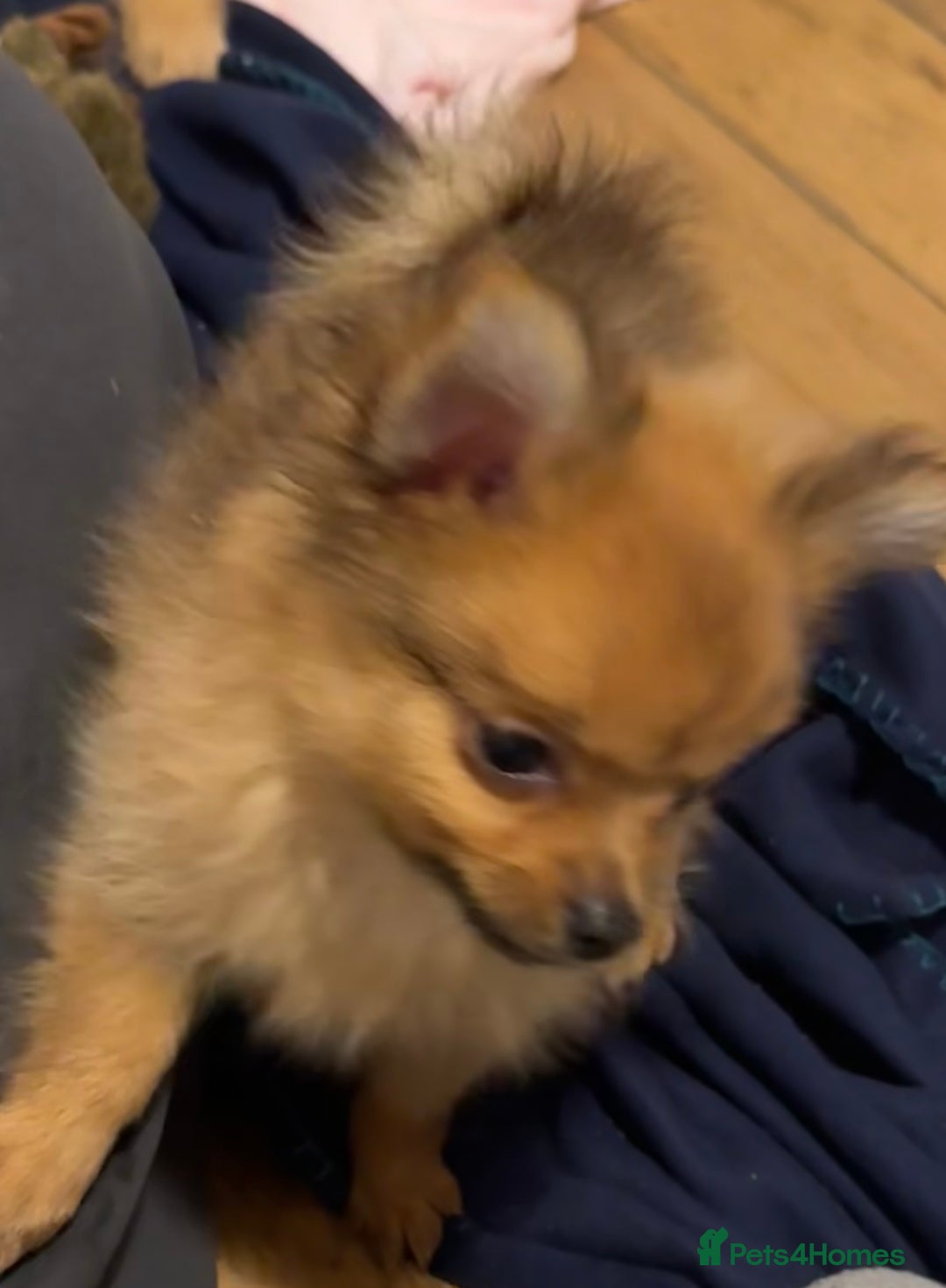 Pomeranian dogs for sale: Pomeranian puppies (Spitz) - Advert 5