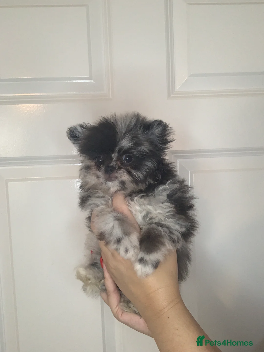 Pomeranian dogs for sale: EXQUISITE POMERANIAN PUPPIES (READY TO LEAVE) - Advert 7