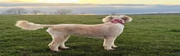 Australian Labradoodle dogs for sale: Multigenerational Australian Labradoodle  - Advert 15