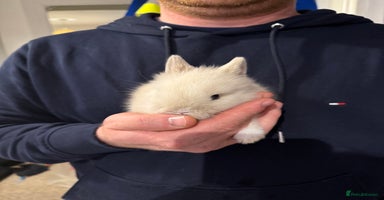 Lionhead rabbits - Advert 6