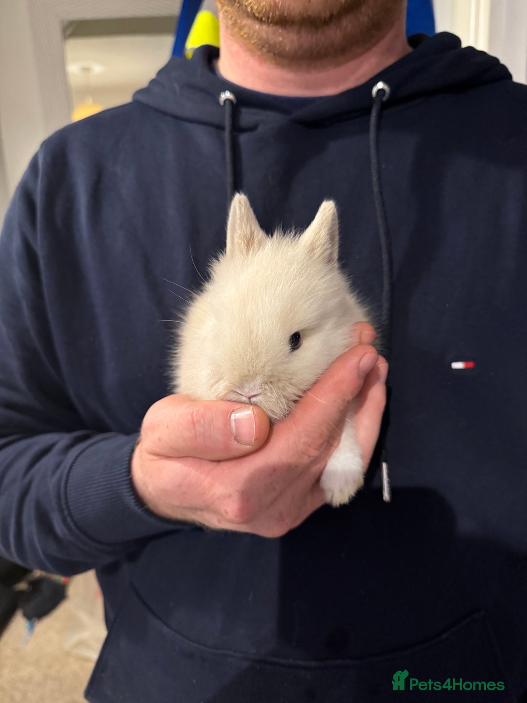 Lionhead rabbits for sale: 2x gorgeous lionhead bunnies  - Image 3