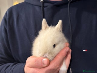 Lionhead rabbits gorgeous lionhead bunny - Advert 1