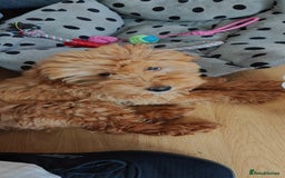 Cockapoo dogs for sale: Beautiful Male 5 Month Old Cockapoo Puppy F1  - Image 2