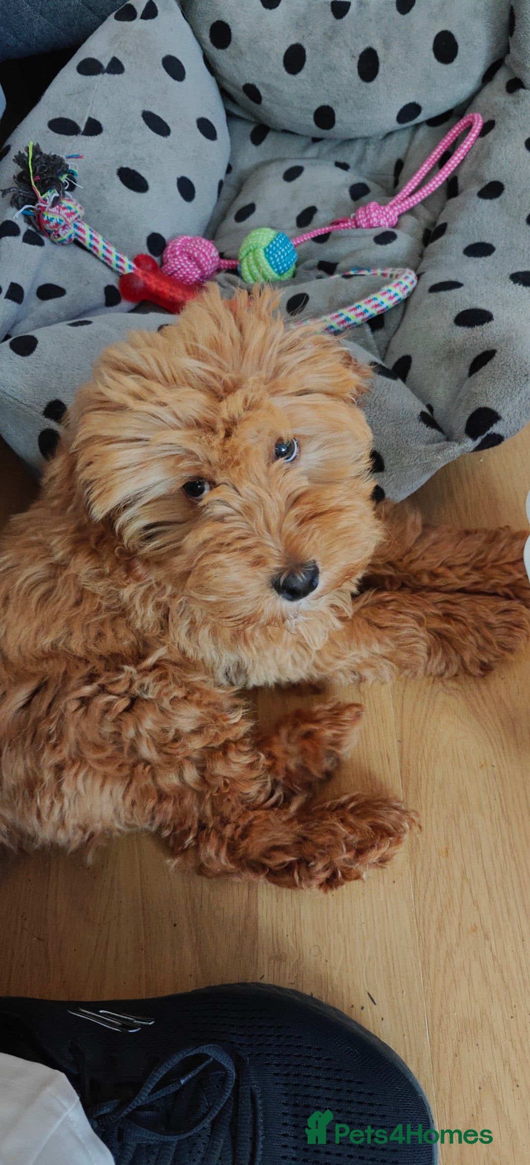 Cockapoo dogs for sale: Beautiful Male 5 Month Old Cockapoo Puppy F1  - Image 2