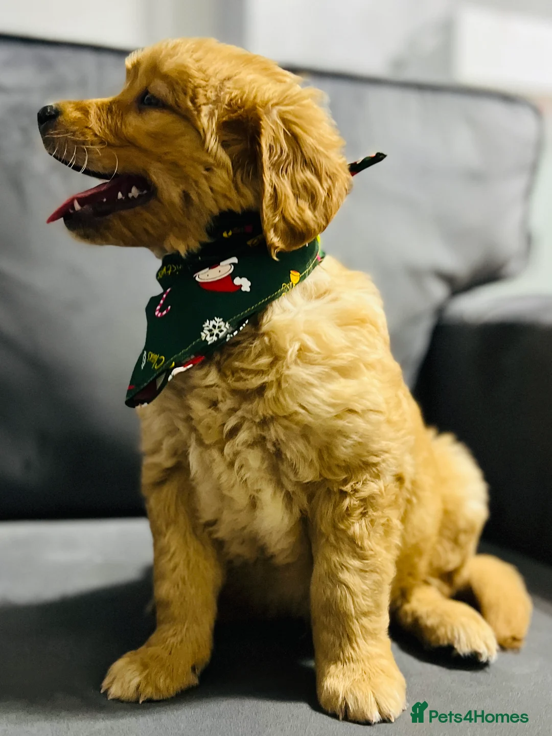 Golden Retriever dogs for stud: Hip & elbow scored health tested proven stud boy  in Barnsley - Advert 19