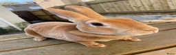 Rex rabbits for sale: 💖Pure bred mini Rex various ages 💖 - Advert 3