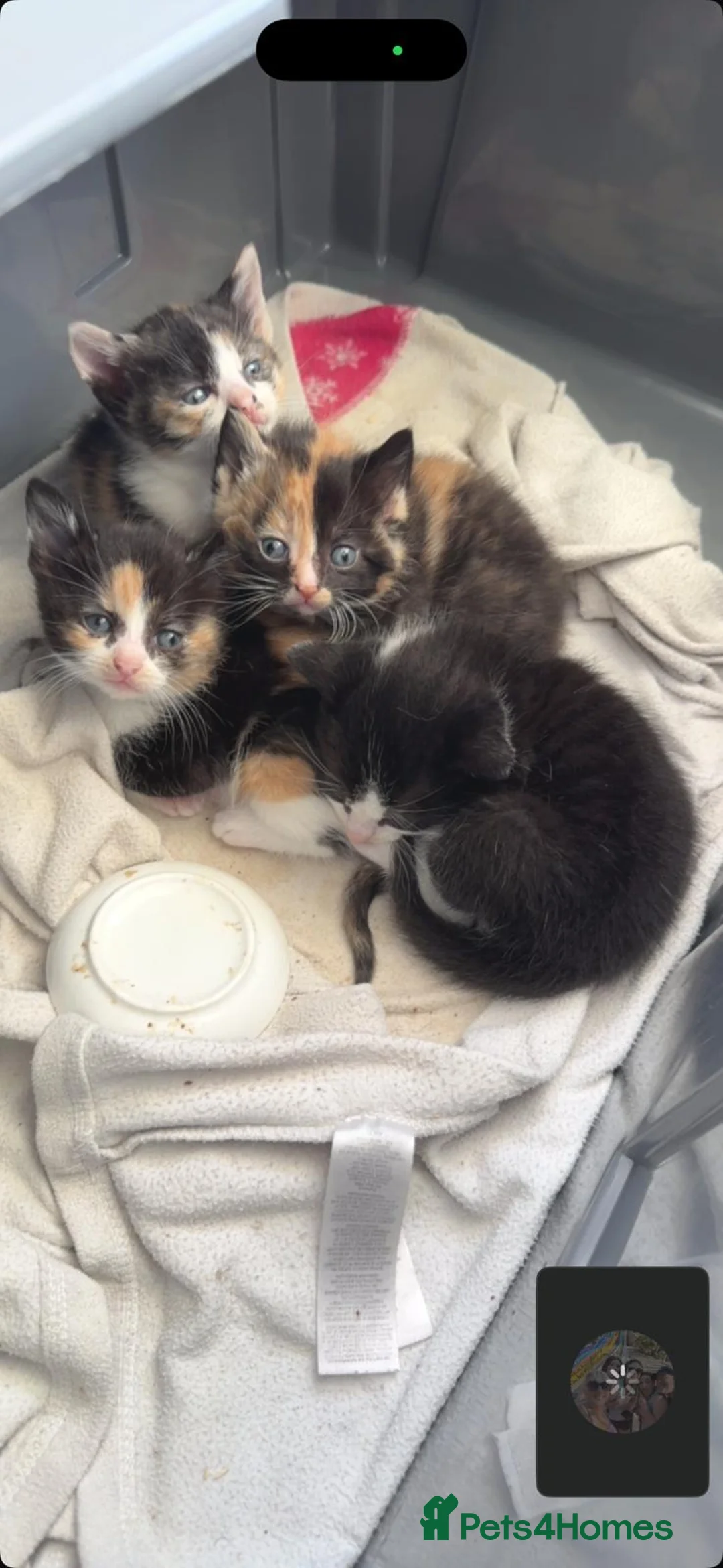 Burmese cats for sale: Tortoiseshell pretty burmese cross kittens  - Advert 2
