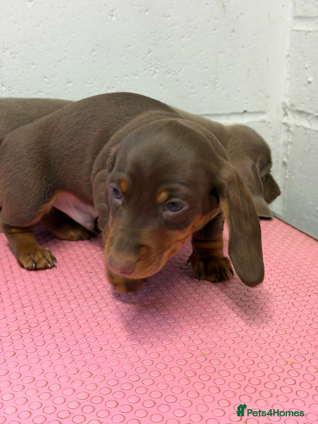Miniature Dachshund dogs for sale: Mini dachshund 2 smooth boys available  - Advert 6