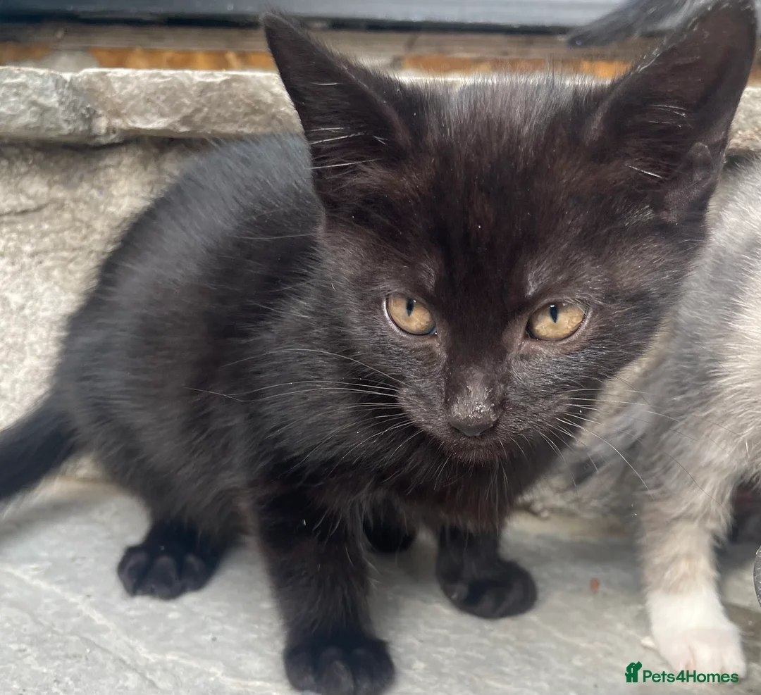 British Shorthair cats for sale: Kittens  **  in Morecambe - Advert 2