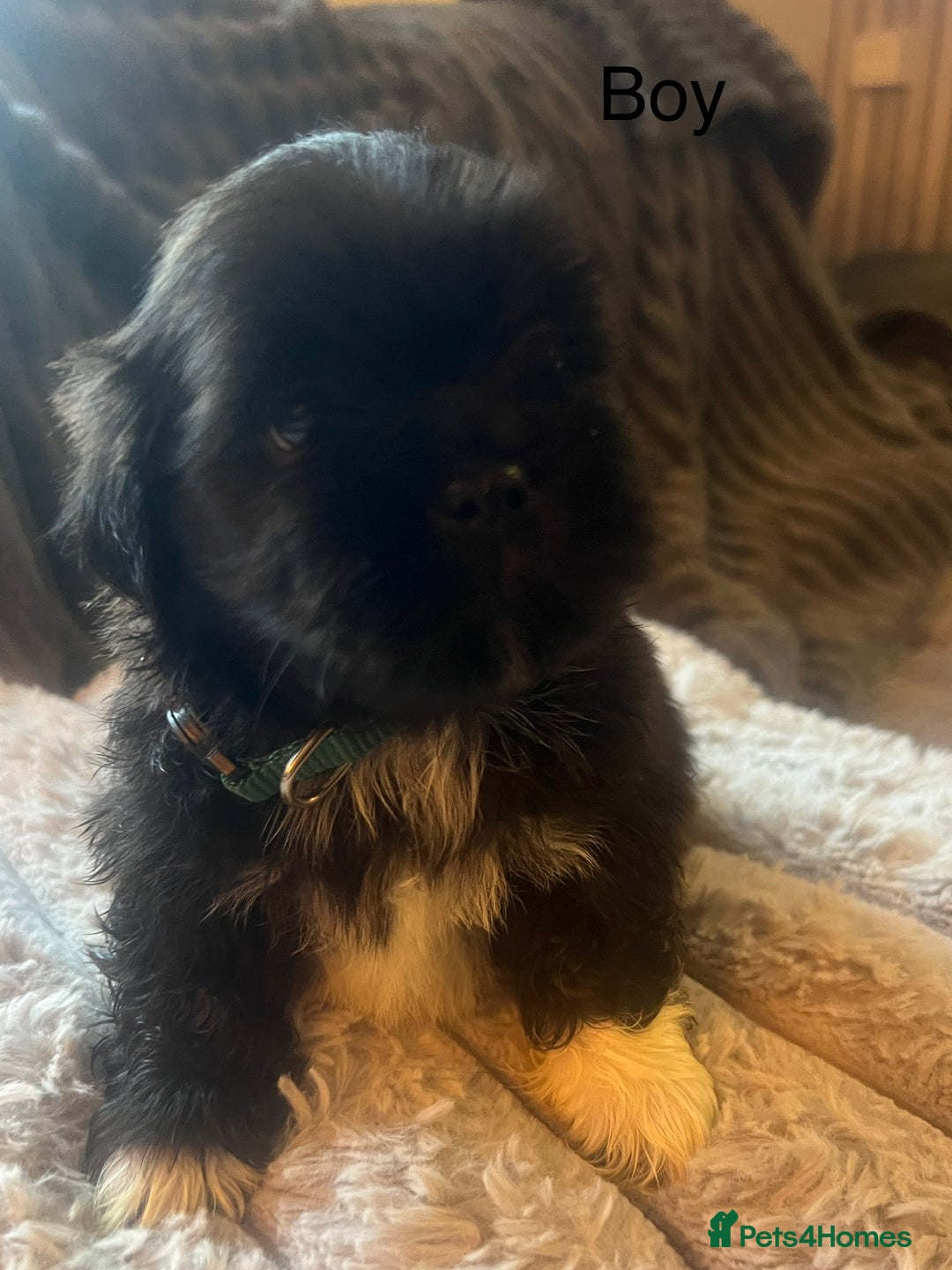 Lhasa Apso dogs for sale: KC Registered Lhasa Apso Puppies For Sale - Advert 10