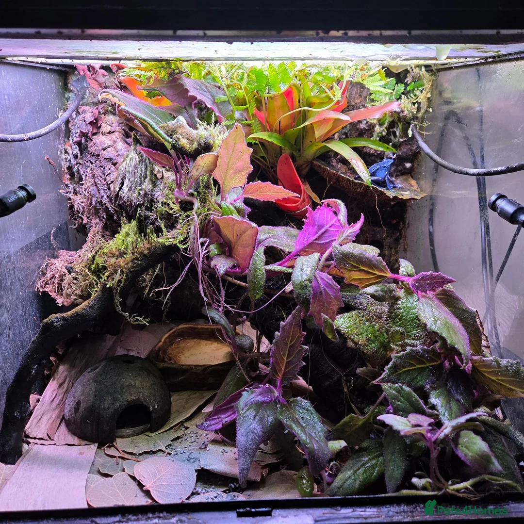 Frog reptiles for sale: Dendrobates tinctorius + full set up in Sheffield - Advert 1