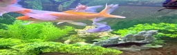 Goldfish fish for sale: Large Goldfishes for sale  - Advert 3