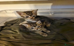 Mixed Breed cats for sale: 3 kittens for sale  - Image 3