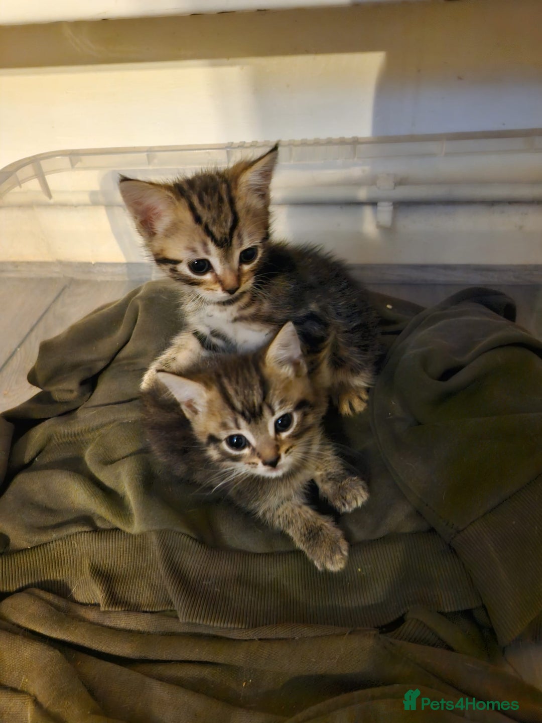Mixed Breed cats for sale: 3 kittens for sale  - Image 3