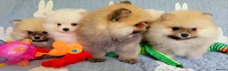 Pomeranian dogs for sale: Stunning KC Pomeranian Puppies for sale - Advert 16