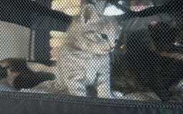 Mixed Breed cats for sale: Kittens mixed breed  - Image 2