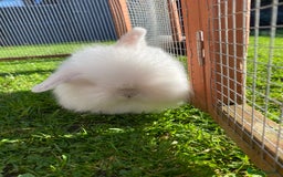 Mini Lion Lop rabbits for sale: Male rabbits ready now  - Advert 2