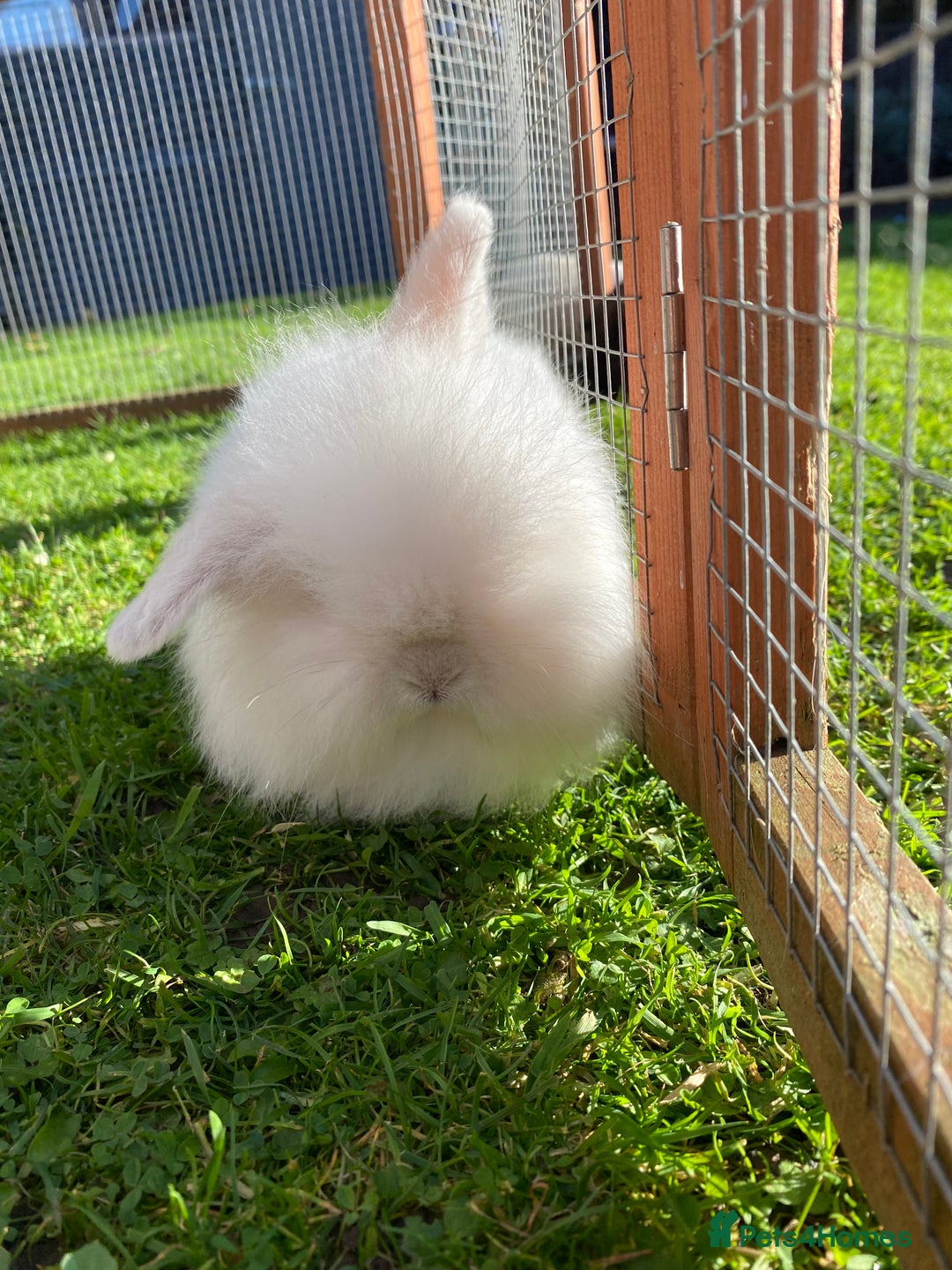 Mini Lion Lop rabbits for sale: Male rabbits ready now  - Advert 2