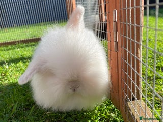 Mini Lion Lop rabbits Male rabbits ready now - Advert 21