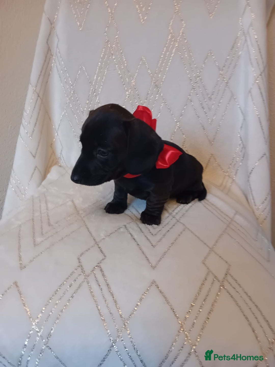 Dachshund dogs for sale: Dachshund puppies  - Advert 9