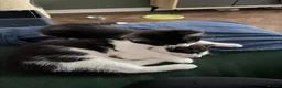 Mixed Breed cats for sale: Beautiful tuxedo kittens one boy and one girl  - Advert 10