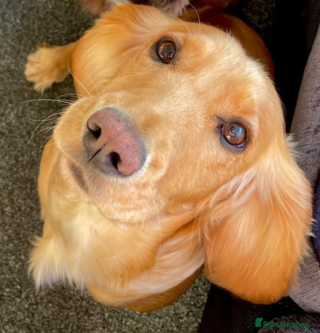 Cocker Spaniel dogs for sale: Working fox red/ginger cocker spaniels  - Image 6