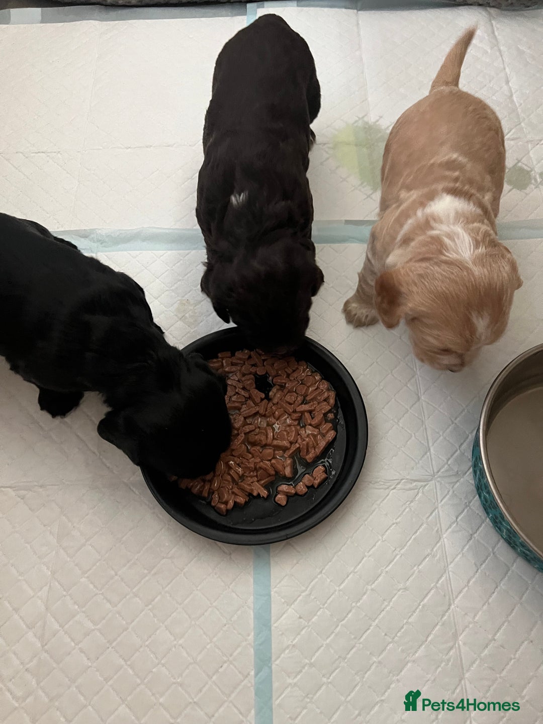Cocker Spaniel dogs for sale: Beautiful Working Type Cocker Spaniel Pups - Advert 7