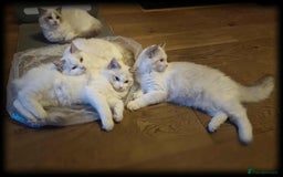 Ragdoll cats for sale: GRAND Champion European Line kittens.FULL PEDIGREE - Image 7