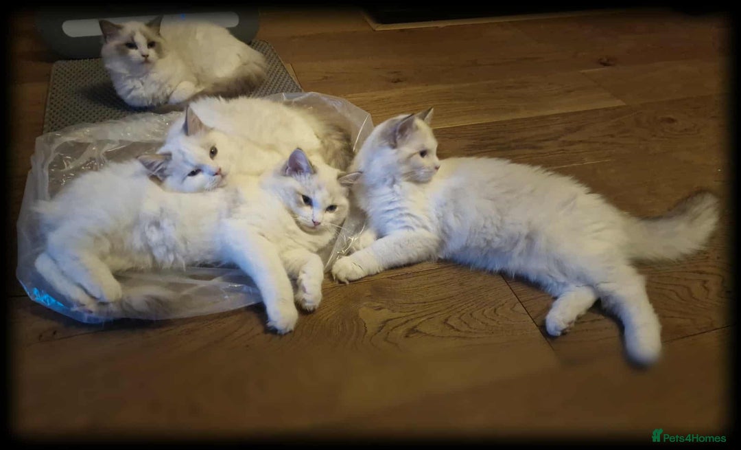 Ragdoll cats for sale: GRAND Champion European Line kittens.FULL PEDIGREE - Image 7