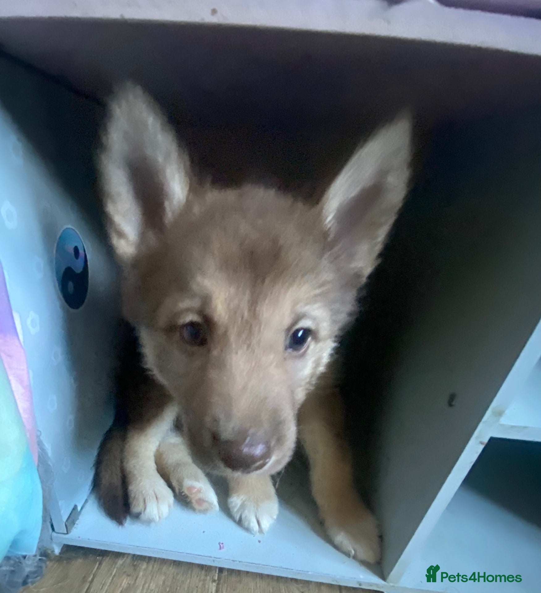 Mixed Breed dogs Beautiful Brown Collie x Husky x Shepherd Puppy - Advert 12