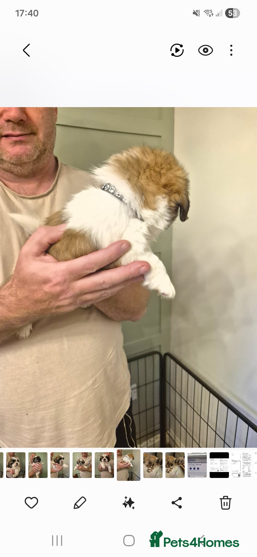 Shih Tzu dogs for sale: shis txu puppies - Image 8
