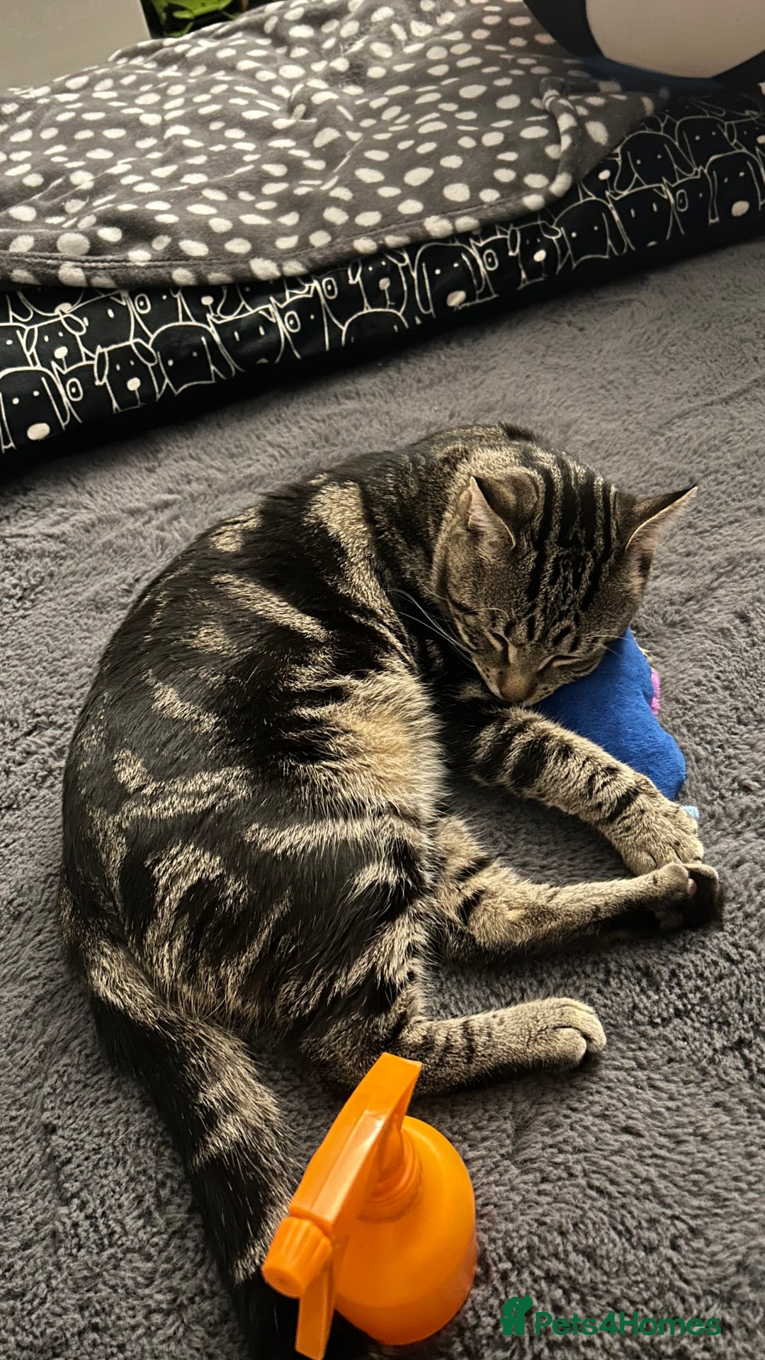 Domestic Shorthair cats for sale: Simba! - Advert 8