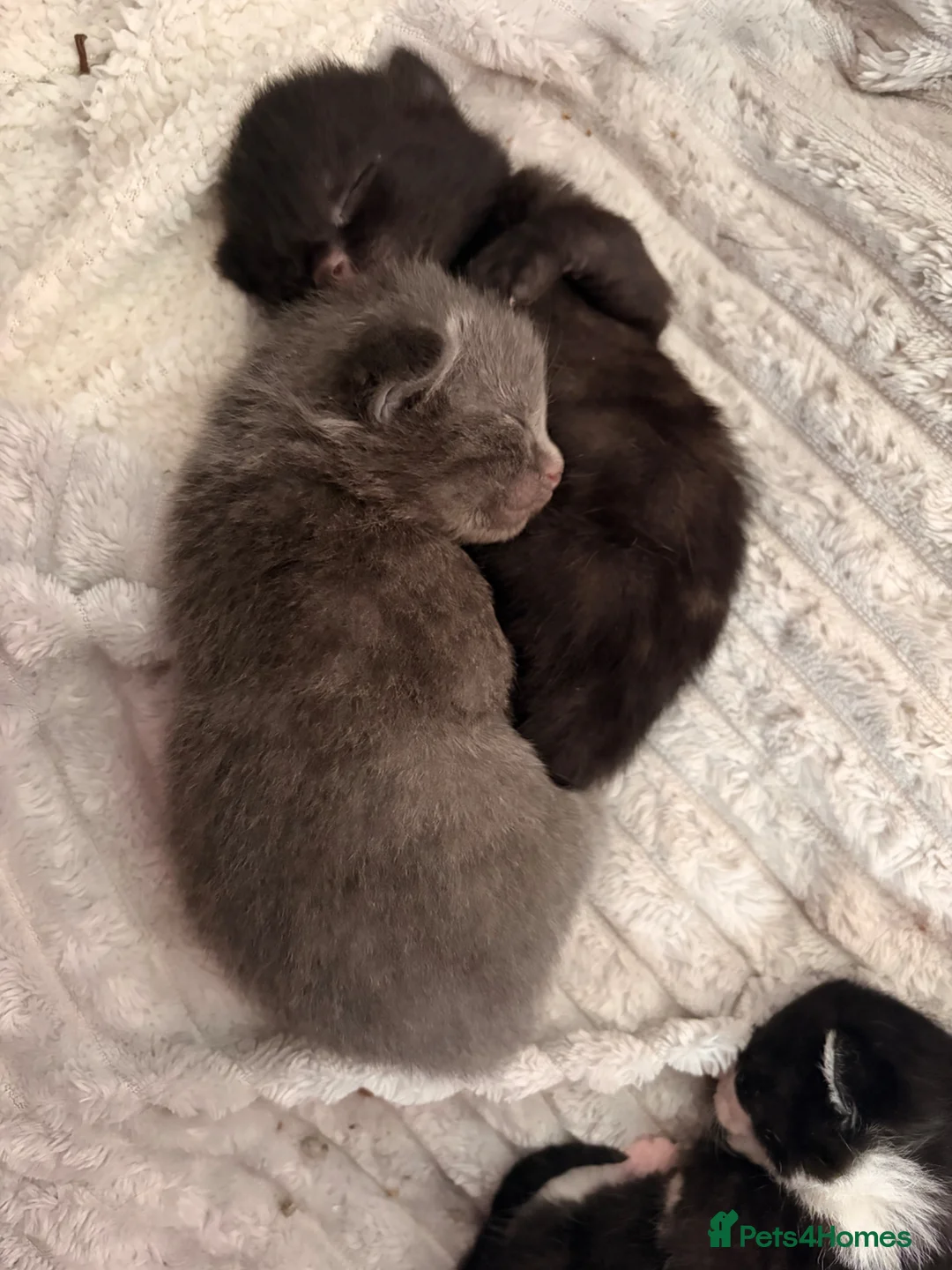 Domestic Shorthair cats for sale: 2x female kittens available.  - Advert 2