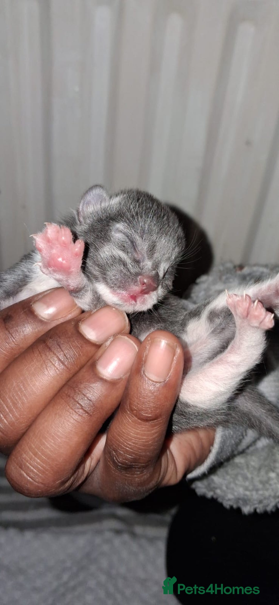 Russian Blue cats for sale: Beautiful Mixed Russian blue kittens  - Advert 2