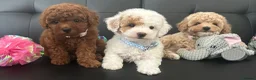 Maltipoo dogs for sale: 🐶 3 Gorgeous Toy Maltipoo Puppies For Sale 🐶 - Advert 9