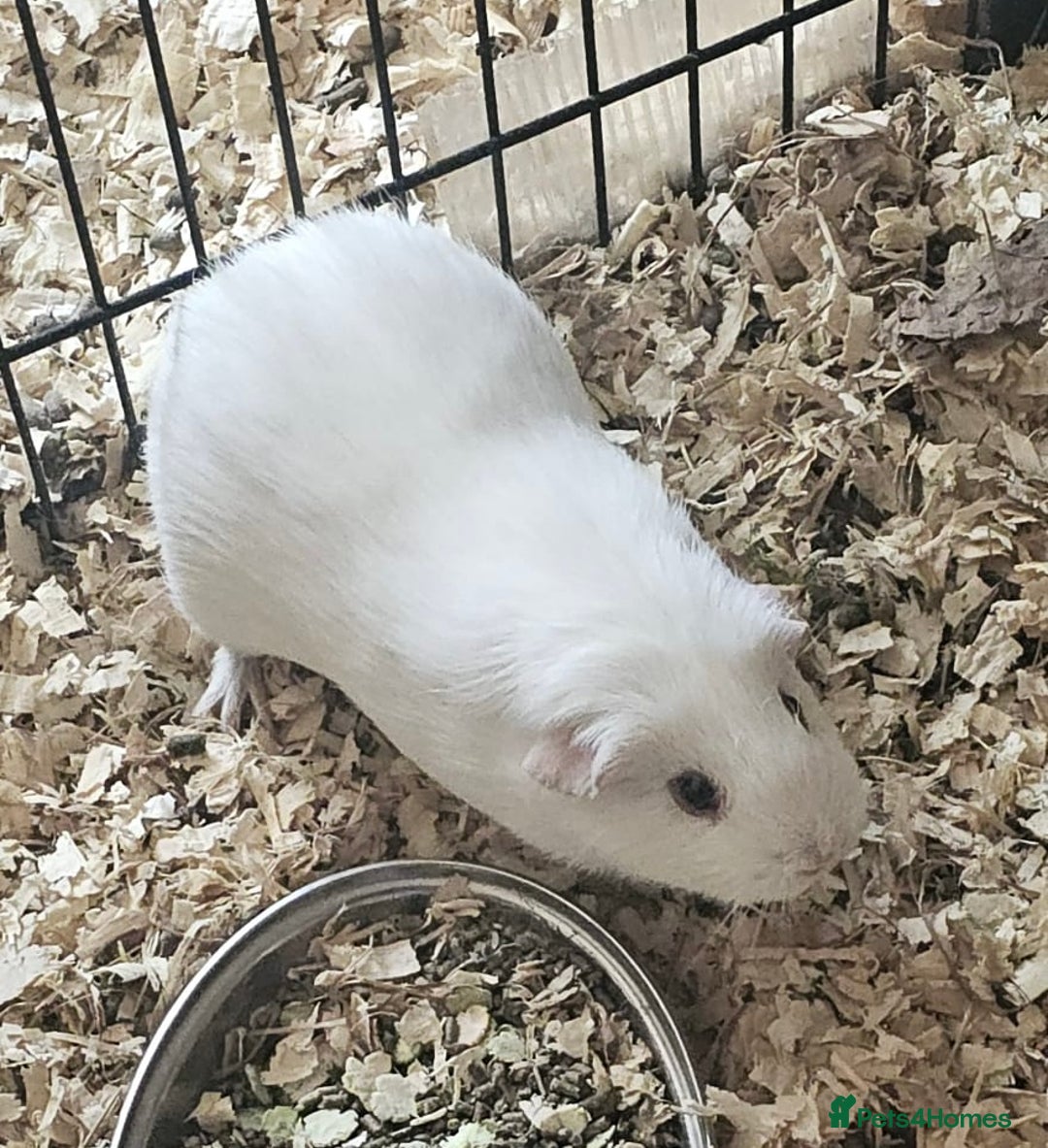 Guinea Pig rodents for sale: pair of california guinea pigs - Image 2