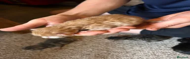 Ginger Tabby female 