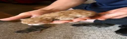 Mixed Breed cats for sale: Affectionate Kittens  - Advert 7