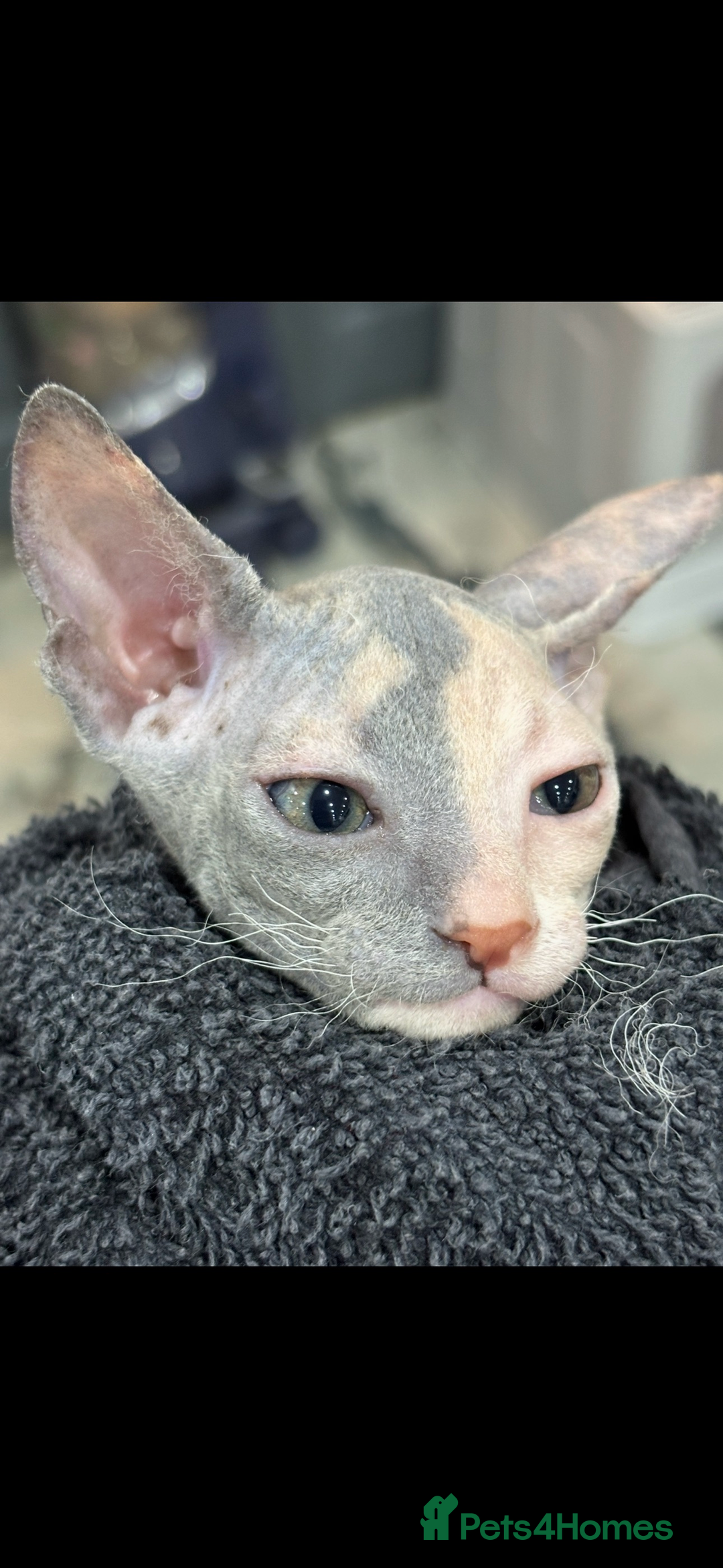 Sphynx cats for sale: Donskoy - Advert 22