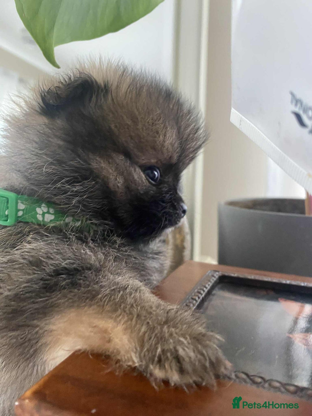 Pomeranian dogs for sale: Pomeranian puppies  - Image 33