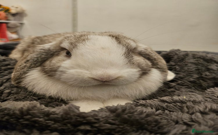 Chinchilla rabbits - Advert 1