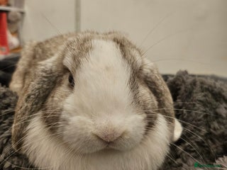 Chinchilla rabbits - Advert 2