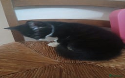 Munchkin cats for sale: Beautiful markings lush coat tabby tuxedo  - Image 28