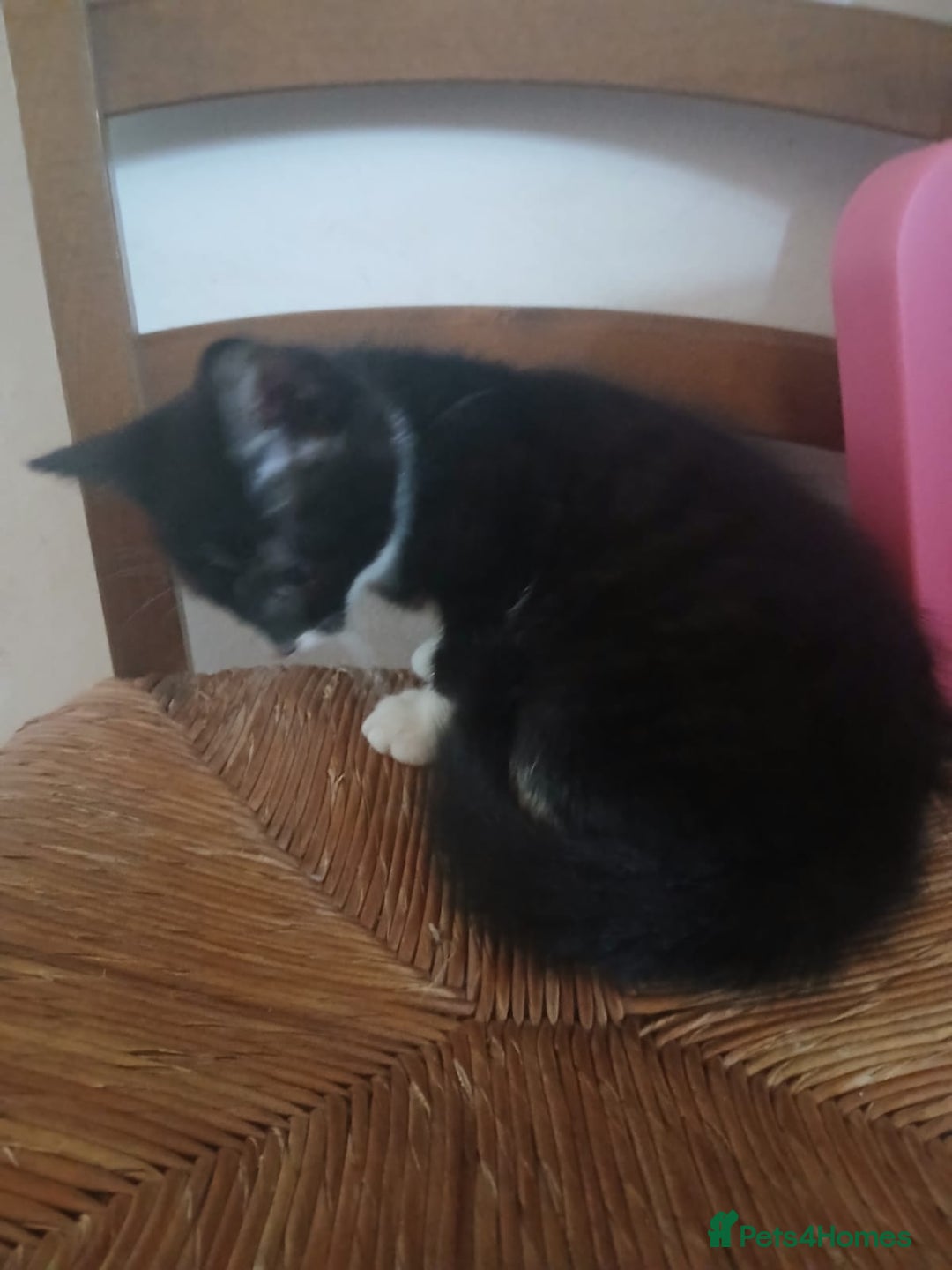 Munchkin cats for sale: Beautiful markings lush coat tabby tuxedo  - Image 28